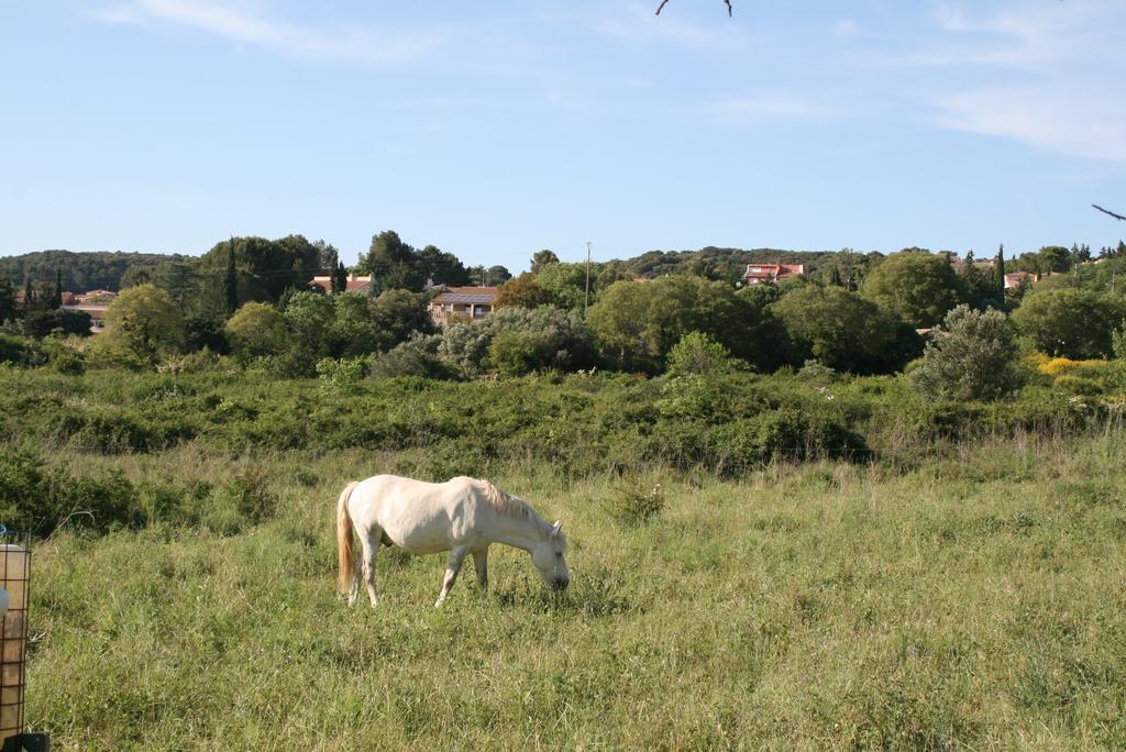 Mas Des Petits Loups Villa Cabrières Eksteriør billede